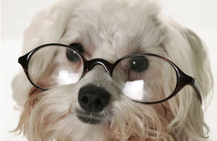 Dogs Might Be Smarter Than We Think - MHTN